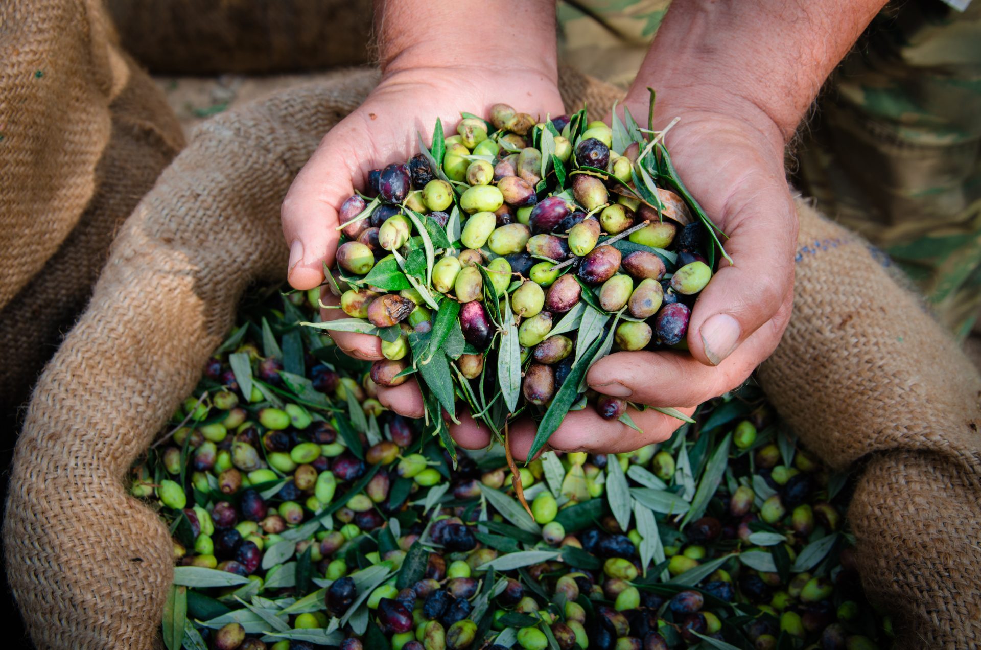 Types of Olives: What Olives Are in Your Olive Oil?
