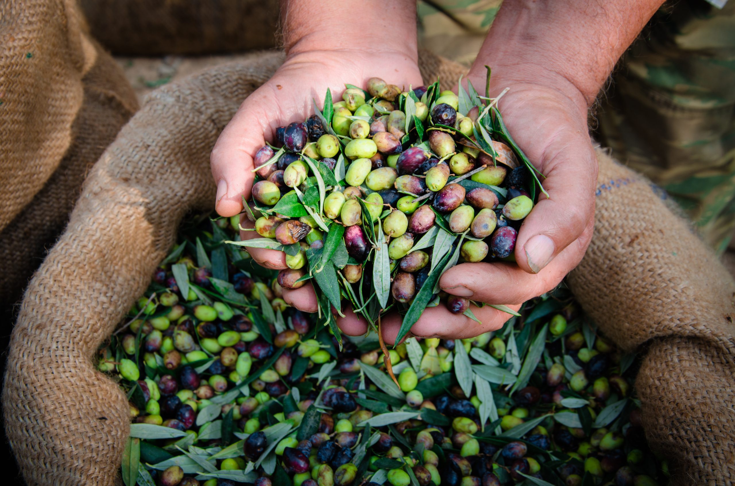 Types of Olives: What Olives Are in Your Olive Oil?